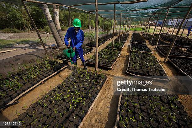 Beira, Mozambique An employee of a mangrove nursery in Beira poured the seedlings with water on September 28, 2015 in Beira, Mozambique.