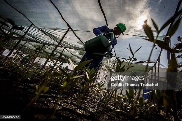 Beira, Mozambique An employee of a mangrove nursery in Beira poured the seedlings with water on September 28, 2015 in Beira, Mozambique.