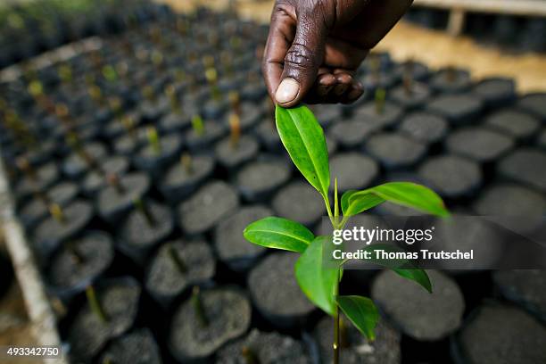 Beira, Mozambique Mangrove nursery in Beira. The hand of a worker controls the leaves of a small mangrove tree on September 28, 2015 in Beira,...