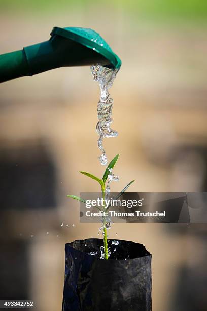 Beira, Mozambique The seedling of the mangrove tree is poured with water in a mangrove nursery on September 28, 2015 in Beira, Mozambique.