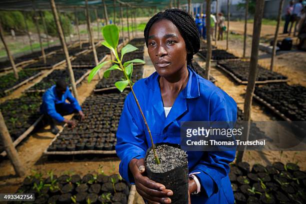 Beira, Mozambique An employee of a mangrove nursery in Beira controls a Seedling on September 28, 2015 in Beira, Mozambique.