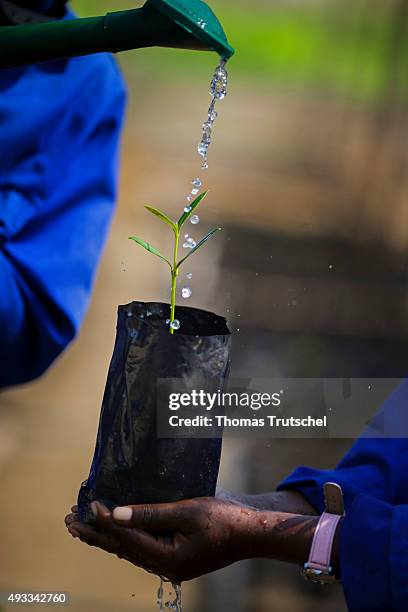 Beira, Mozambique The seedling of the mangrove tree is poured with water in a mangrove nursery on September 28, 2015 in Beira, Mozambique.