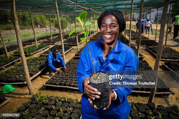 Beira, Mozambique An employee of a mangrove nursery in Beira controls a Seedling on September 28, 2015 in Beira, Mozambique.