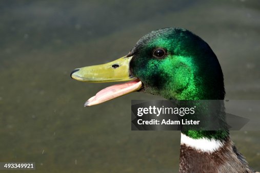 Happy Duck Happy Duck