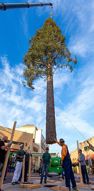 CA: World's Tallest Christmas Tree Arrives At Citadel Outlets