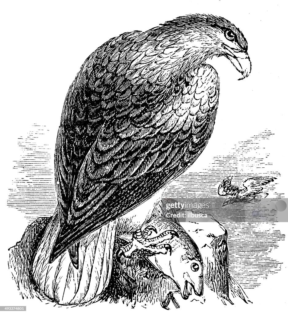 Antique illustration of White-tailed Eagle (Haliaeetus albicilla)