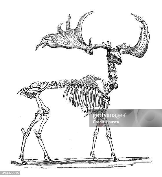 stockillustraties, clipart, cartoons en iconen met antique illustration of skeleton of irish elk - elk