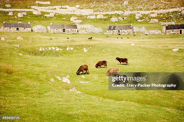 soay sheep in village bay - st kilda stock-fotos und bilder