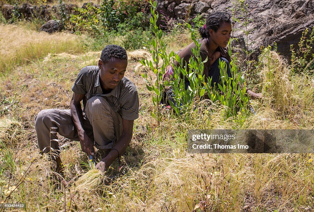 Agriculture in Ethiopia