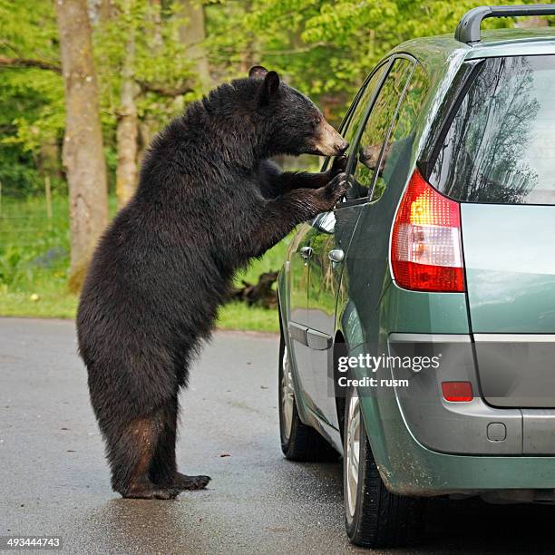 bear y automóvil - oso fotografías e imágenes de stock