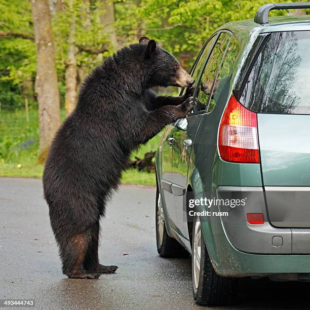 bear and car - bear standing stock pictures, royalty-free photos & images