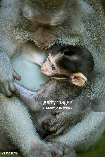 young monkey breastfeeding - ubud monkey forest stock pictures, royalty-free photos & images