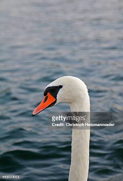 white swan - swan photos et images de collection