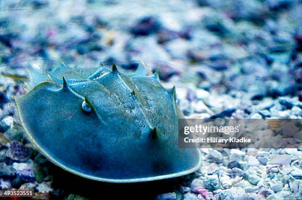 horseshoe crab - pfeilschwanzkrebs stock-fotos und bilder