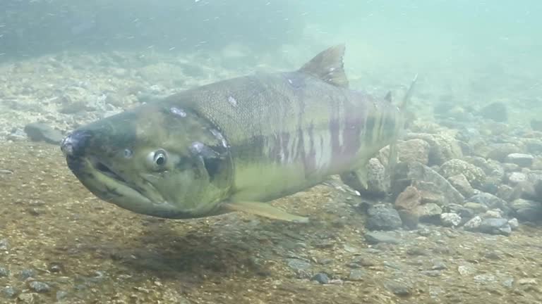 2,779 First Fish Stock Videos, Footage, & 4K Video Clips - Getty Images