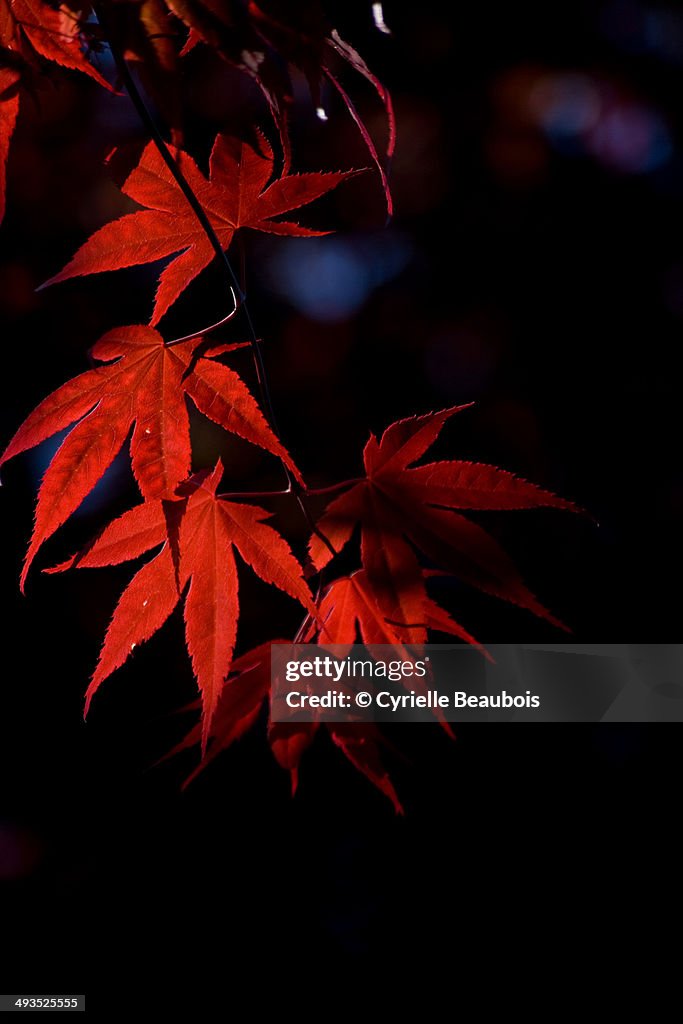 Red Japanese Maple Leaves