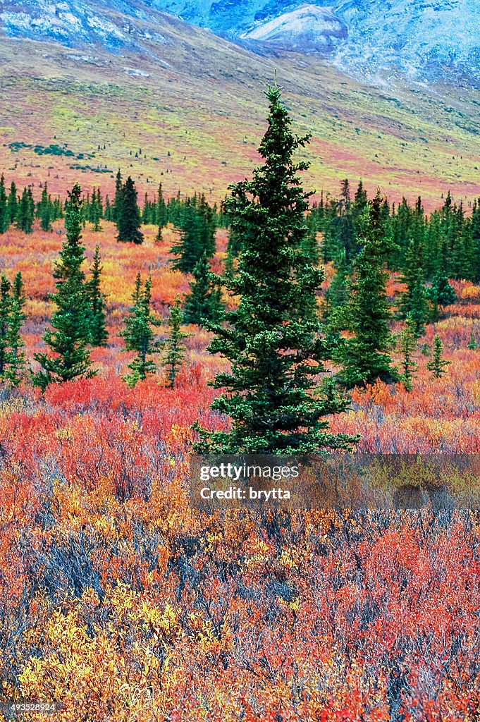Fall landscape  in Denali National Park,Alaska