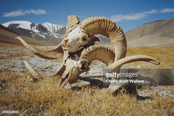The skulls of two Marco Polo sheep in the Wakhan Corridor of north-eastern Afghanistan, 2004.
