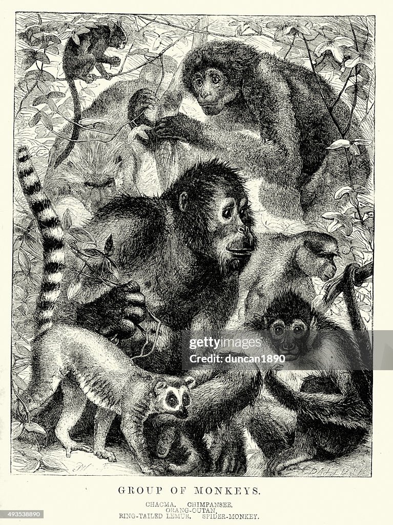 Group of Monkeys