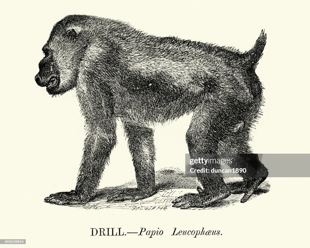 Drill - Old World monkey
