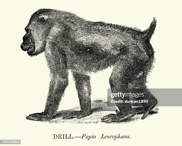 Drill Monkey Rear 117 Drill Monkey Stock Photos, High-Res Pictures, and Images - Getty Images