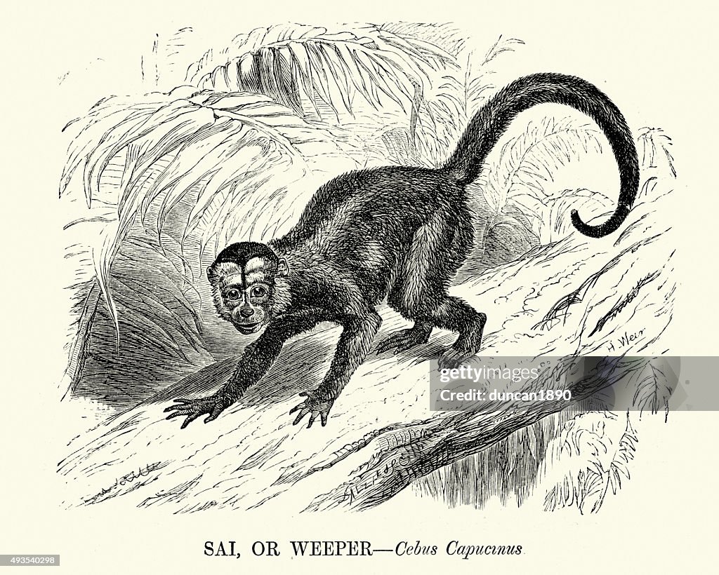 Capuchin Graphics Natural History Whiteheaded Capuchin High-Res Vector Graphic - Getty Images