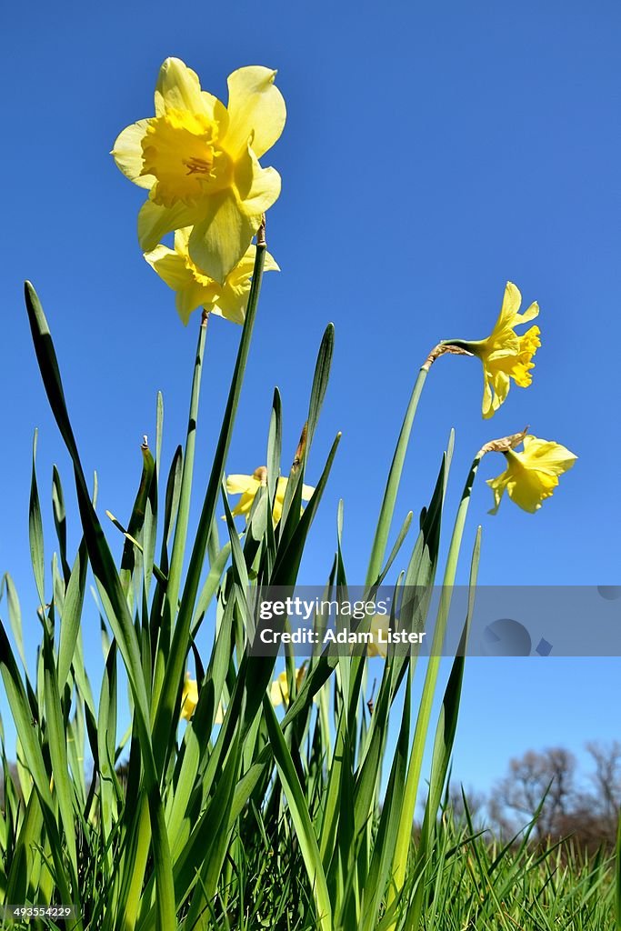 Daffodils on a Blue Sky