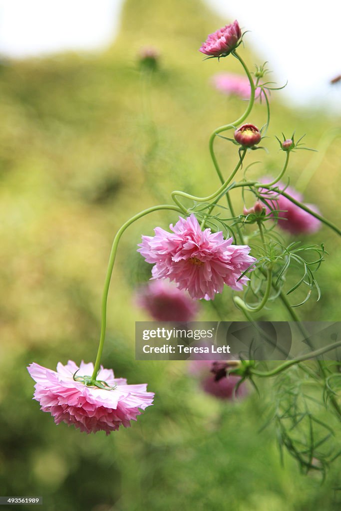 Pink cosmos flowers