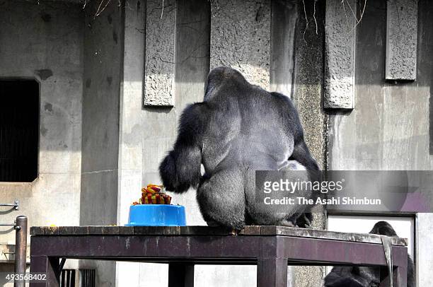 Western lowland gorilla Shabani eats his birthday cake during his 19th birthday at Higashiyama Zoo on October 20, 2015 in Nagoya, Aichi, Japan.
