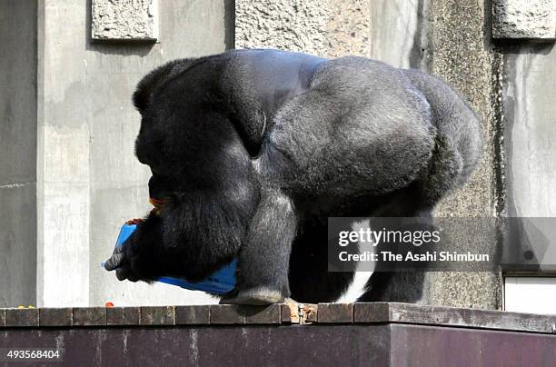 Western lowland gorilla Shabani holds his birthday cake during his 19th birthday at Higashiyama Zoo on October 20, 2015 in Nagoya, Aichi, Japan.