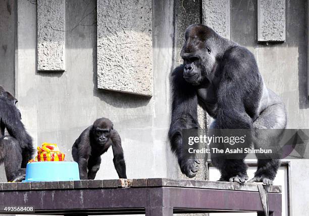 Western lowland gorilla Shabani is seen during his 19th birthday at Higashiyama Zoo on October 20, 2015 in Nagoya, Aichi, Japan.