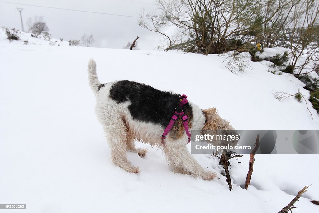 Dog in the snow