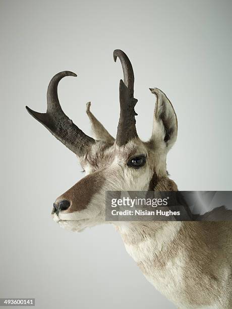 portrait of pronghorn - pronghorn stock pictures, royalty-free photos & images