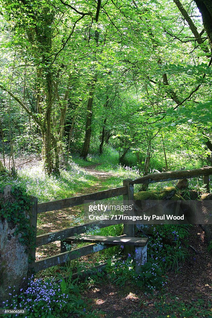 Footpath through a wood