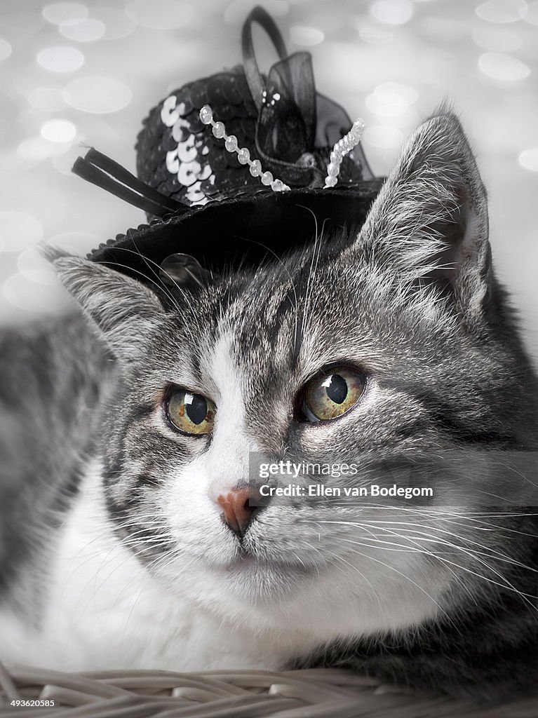 Glamour cat portrait