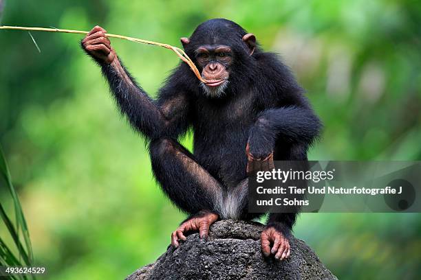 Chimpanzee Rocks 1,106 Rock Apes Stock Photos, High-Res Pictures, and Images - Getty Images