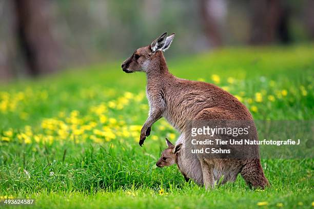kangaroo island kangaroo (macropus fuliginosus) - jungkänguruh stock-fotos und bilder