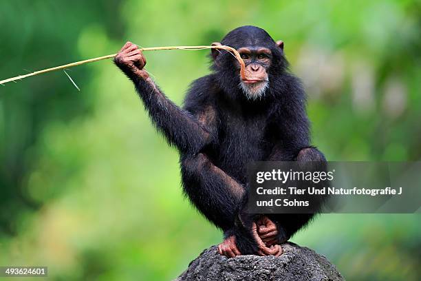 chimpanzee (pan troglodytes troglodytes) - chimpanzees imagens e fotografias de stock