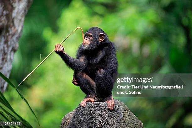 Chimpanzee Rocks 207 Chimpanzee Rock Stock Photos, High-Res Pictures, and Images - Getty ...