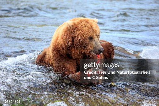 Grizzly Bear (Ursus arctos horribilis) Grizzly Bear (Ursus arctos horribilis)