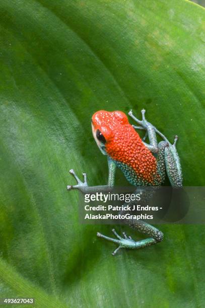 green jeans poison dart frog, costa rica - amphibie stock-fotos und bilder