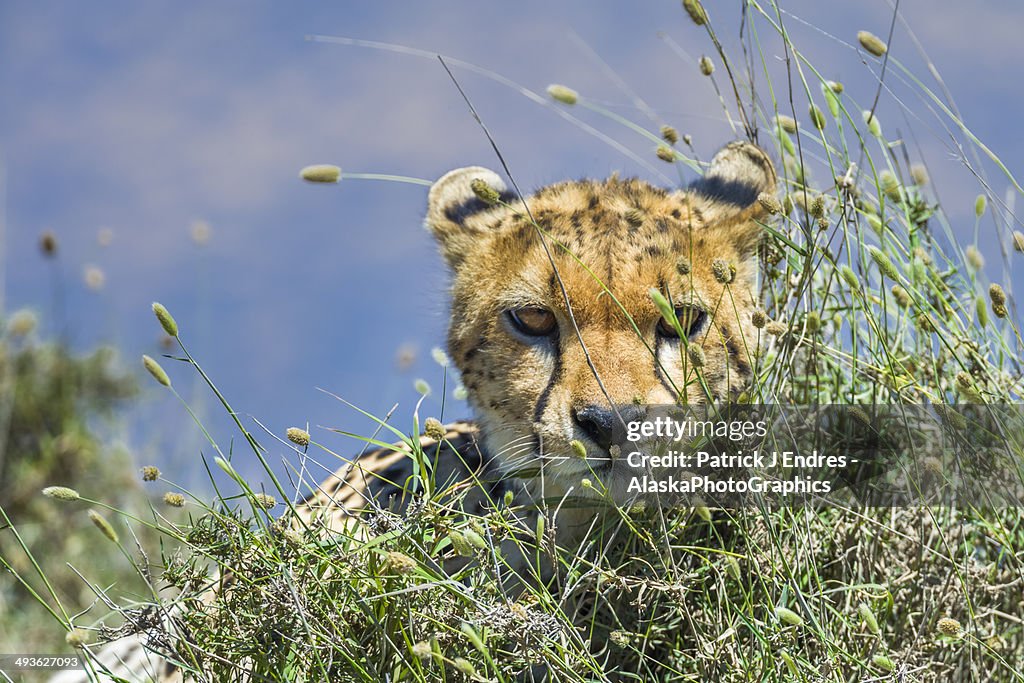 Cheetah peers through grass in Serengeti Park.