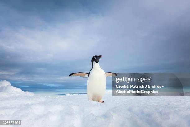 lone adelie penguin on iceberg in antarctica - antarctica penguin fotografías e imágenes de stock