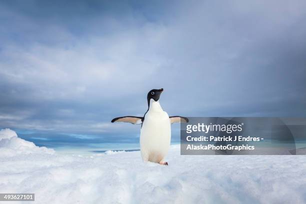 lone adelie penguin on iceberg in antarctica - penguin stock pictures, royalty-free photos & images