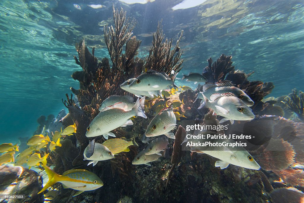 Coral and fish underwater at Laughing Bird Caye