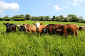 Young Angus, Friesian, Guernsey and Jersey cows / calves, lush field
