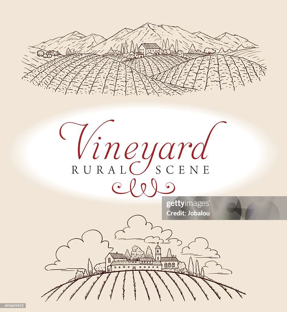 Vineyard Rural Scene