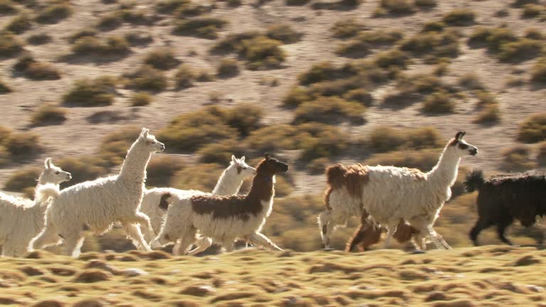 1,630 Llama Animal Videos and HD Footage - Getty Images 1,630 Llama Animal Videos and HD Footage - Getty Images