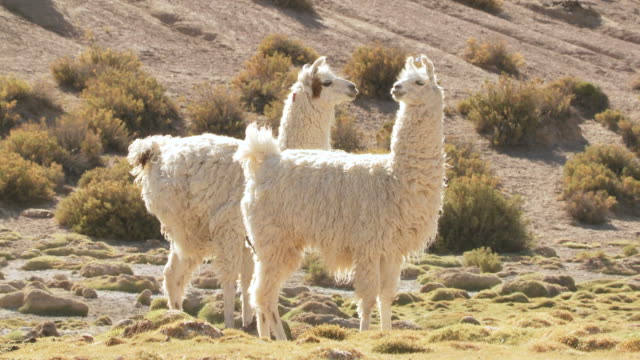 1,617 Llama Animal Videos and HD Footage - Getty Images