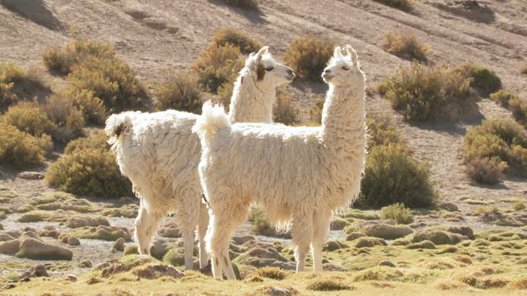 1,617 Llama Animal Videos and HD Footage - Getty Images 1,617 Llama Animal Videos and HD Footage - Getty Images